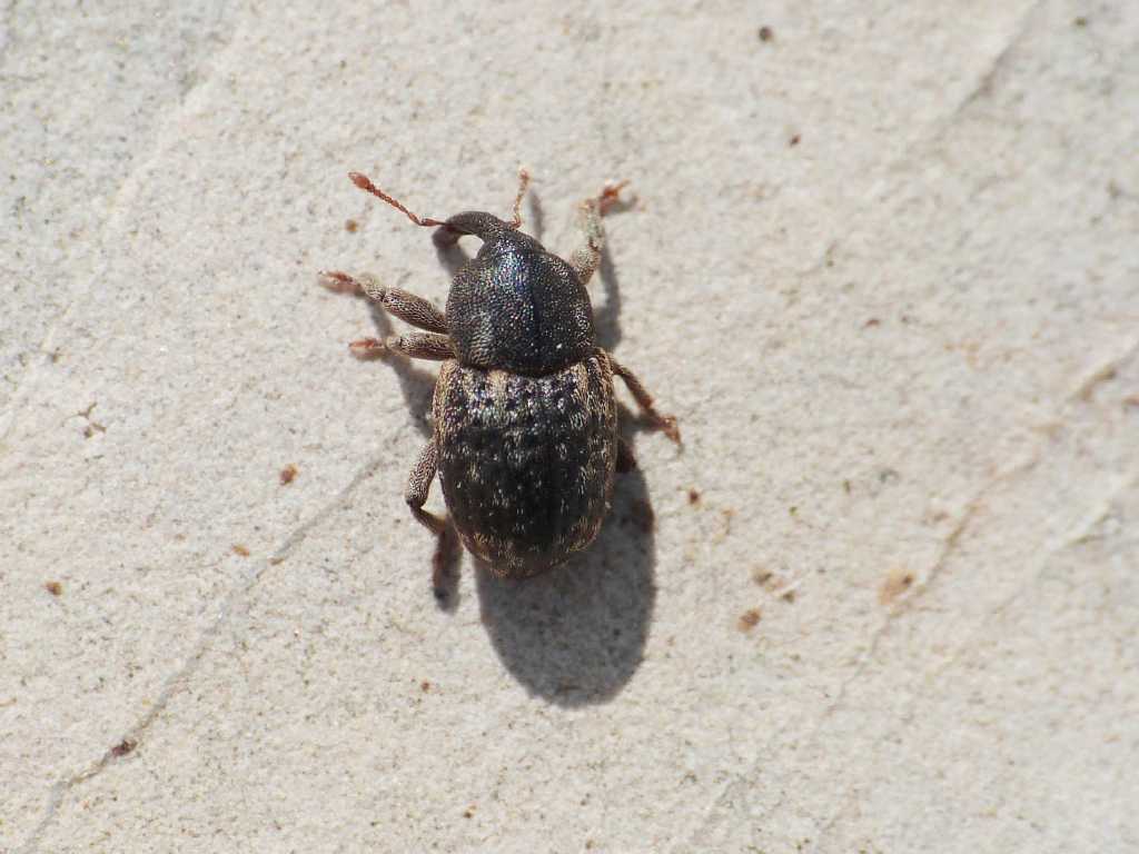 Probabile Pachytychius sparsutus  - Tolfa (RM)